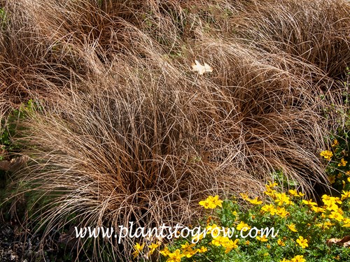Zora Sedge (Carex comans)